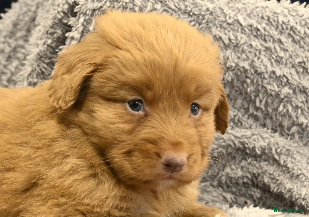 Nova Scotia Duck Tolling Retriever honden te koop: Speelse Nova Scotia Duck Tolling Retriever pups  - Advertentie 33