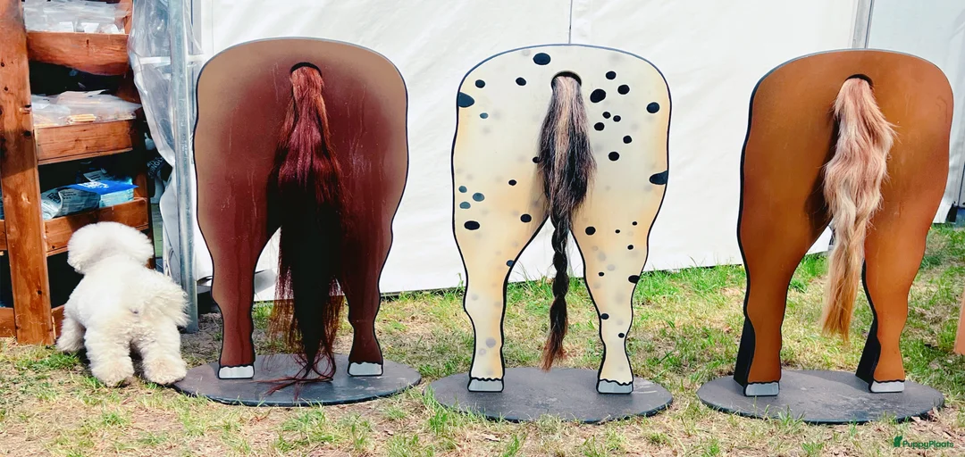 Galerij afbeelding {{count}}