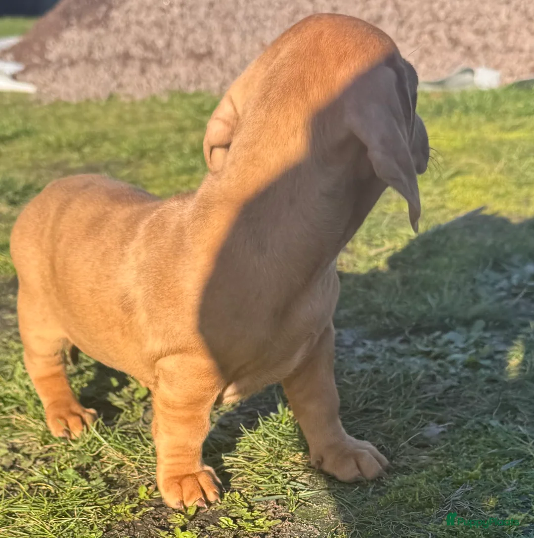 Teckel (korthaar)  honden te koop: teckel teefje in huis opgevoed ouders aanwezig  - Advertentie 3