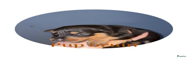 Kruising Puppy 1