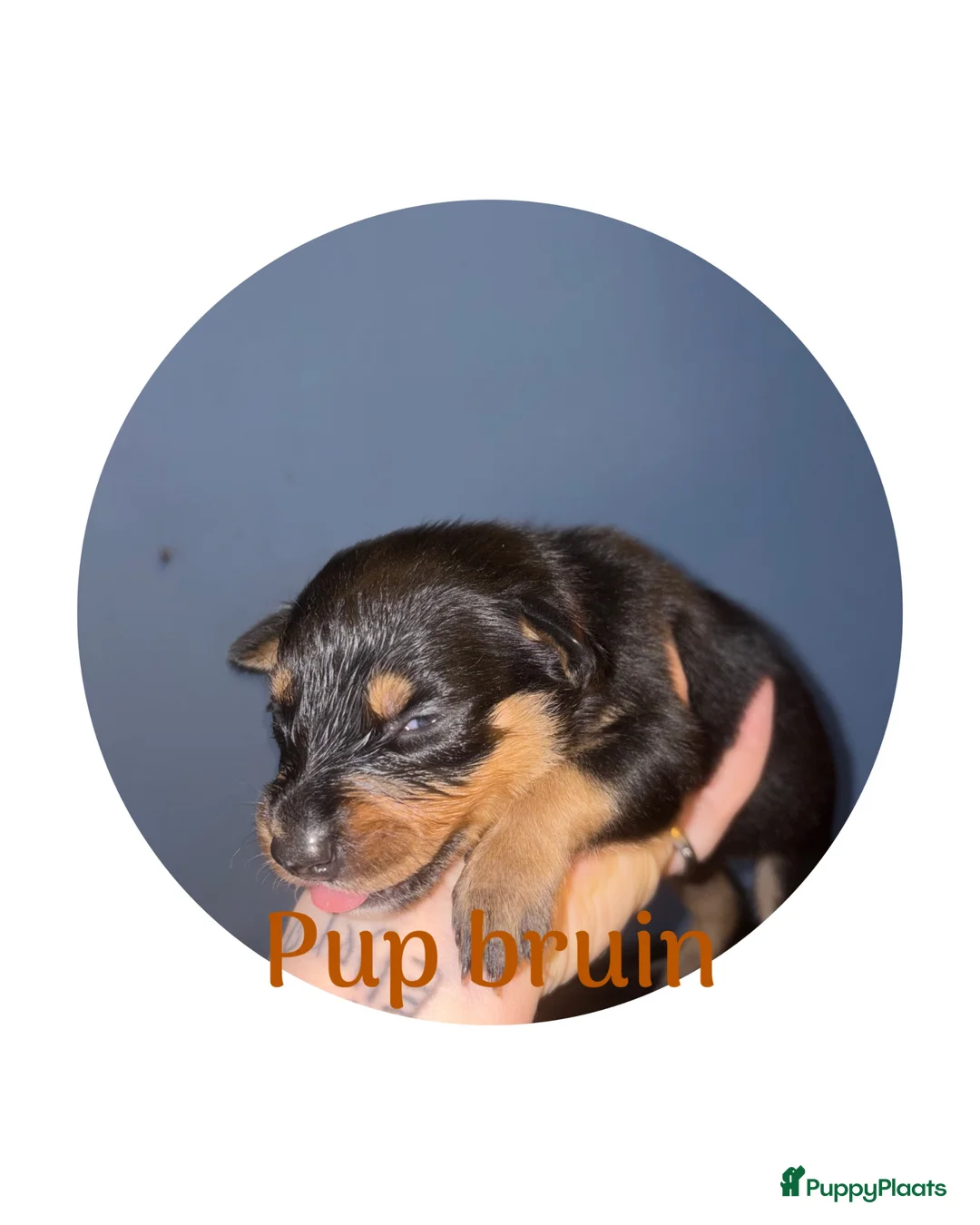 Kruising honden te koop: Bordercollie - Advertentie 10