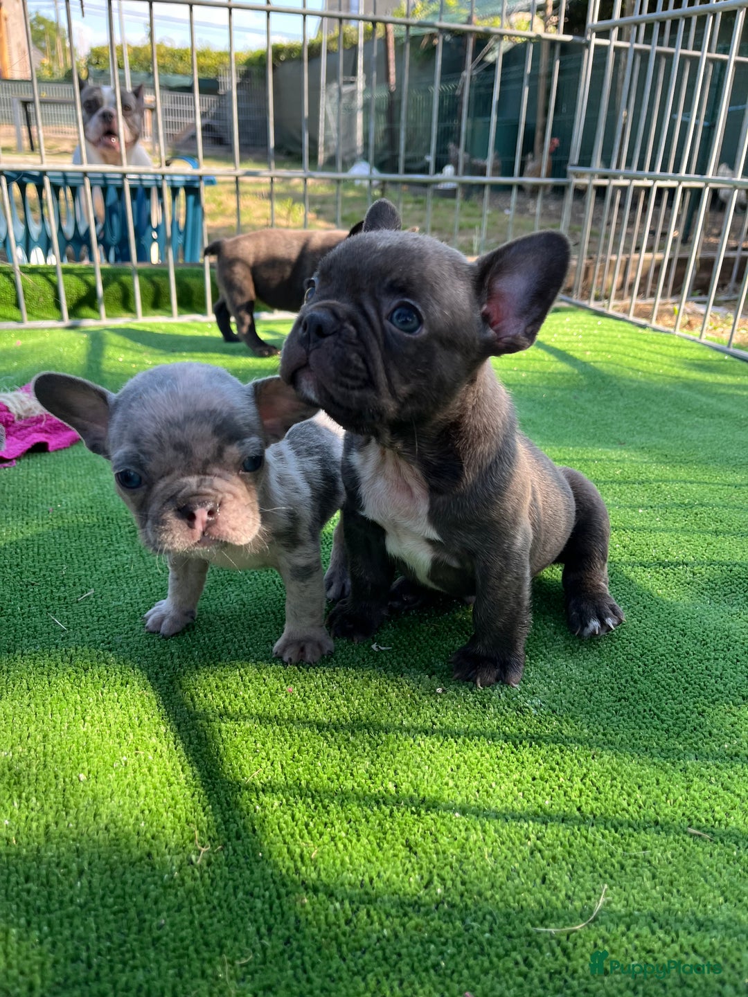 Franse Bulldog honden te koop: Franse Bulldog pups in huis opgevoed  - Afbeelding 2