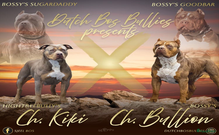 Amerikaanse Bully honden - Advertentie 3