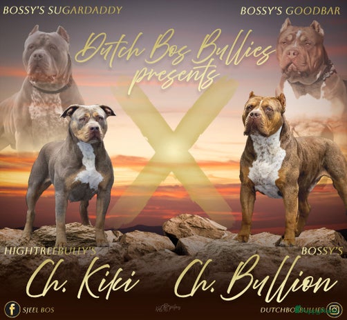 Amerikaanse Bully honden Wij verwachten puppies 🤗 - Advertentie 3