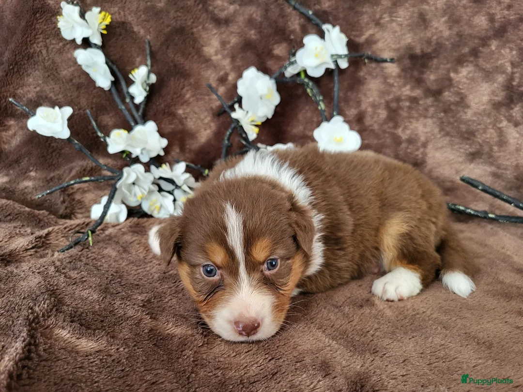 Australian Shepherd honden te koop: Australian Shepherd teefje met FCI stamboom - Advertentie 12