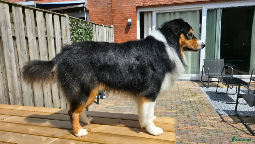 Australian Shepherd honden ter dekking: Australische Herder Reu aangeboden als dekreu - Advertentie 2