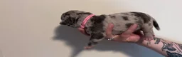 Amerikaanse Bully honden te koop: Mooie bully’s  - Advertentie 3