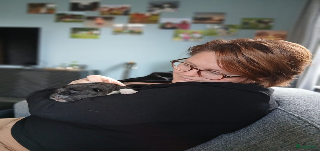 Galerij afbeelding {{count}}