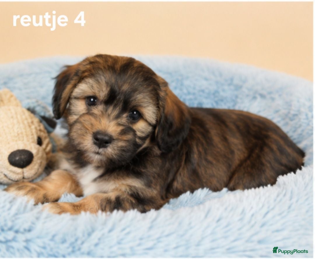 Boomer honden Mooie gezonde boomer pups. Maltezer maal shih tzu - Advertentie 2