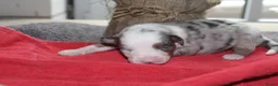 Australian Shepherd honden te koop: Super leuke Ausie pups - Advertentie 13