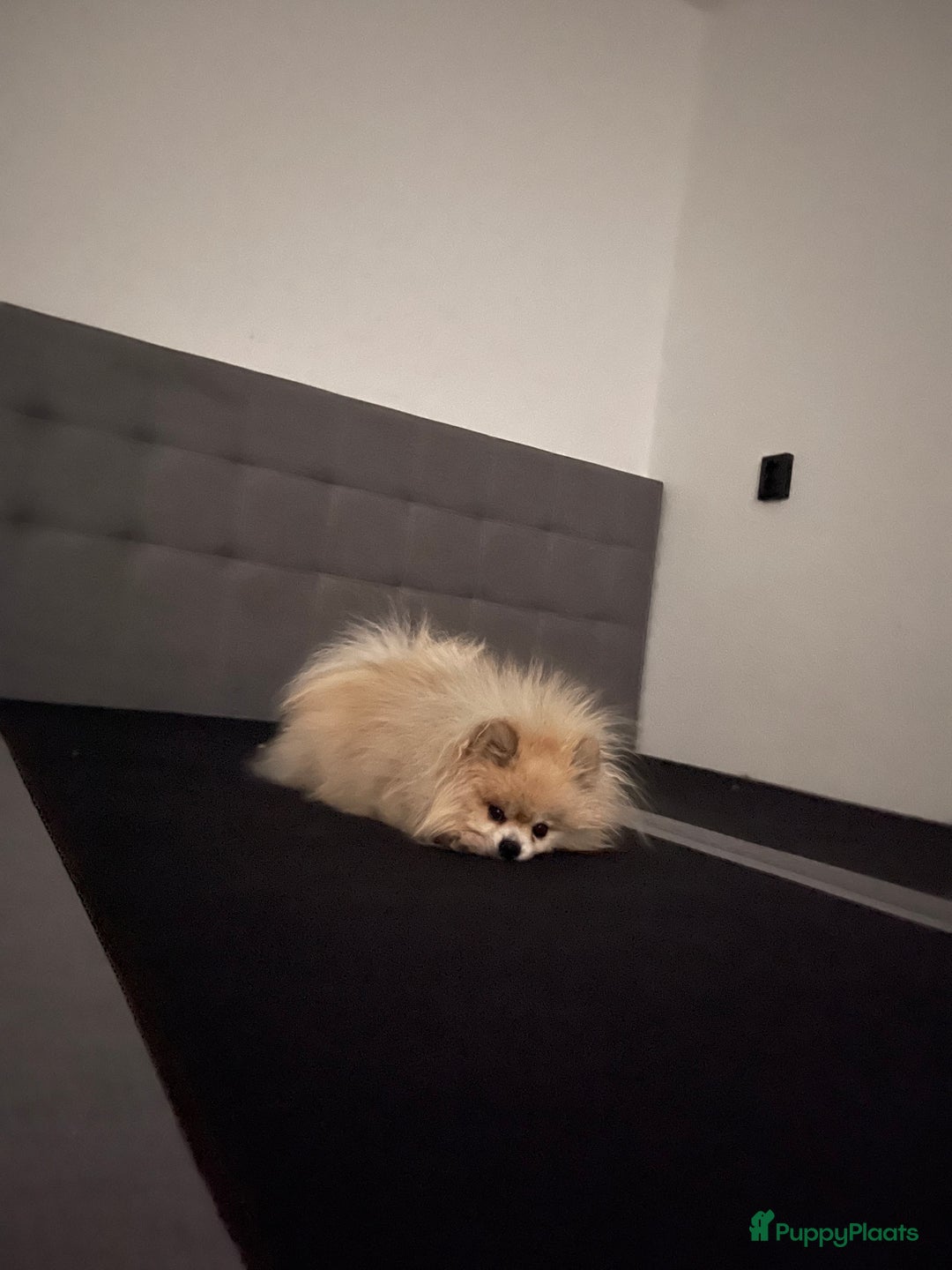 Pomeriaan honden te koop: Volwassen pomeriaan - Afbeelding 5
