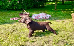 Duitse Staande Hond Langhaar honden te koop: Te koop raszuivere Duitse staande langhaar. - Afbeelding 3