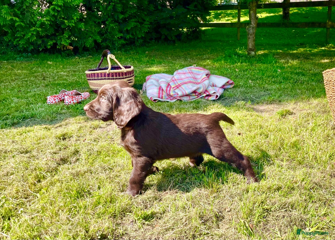 Duitse Staande Hond Langhaar honden te koop: Te koop raszuivere Duitse staande langhaar. - Afbeelding 3