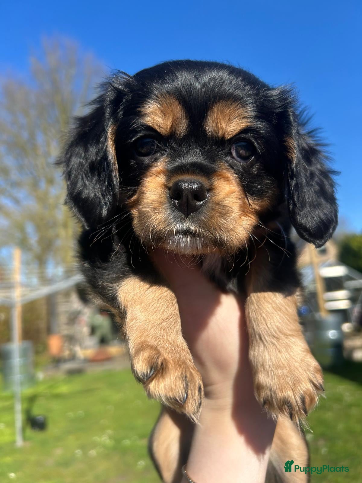 Kruising honden Cavelier/kooiker pups  - Advertentie 4