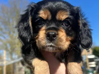 Kruising honden Cavelier/kooiker pups - Advertentie 4