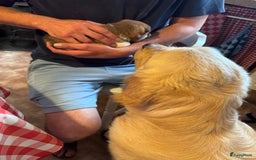 Shiba honden te koop: Shiba Inu pups (nog 1 reutjes beschikbaar) - Afbeelding 15