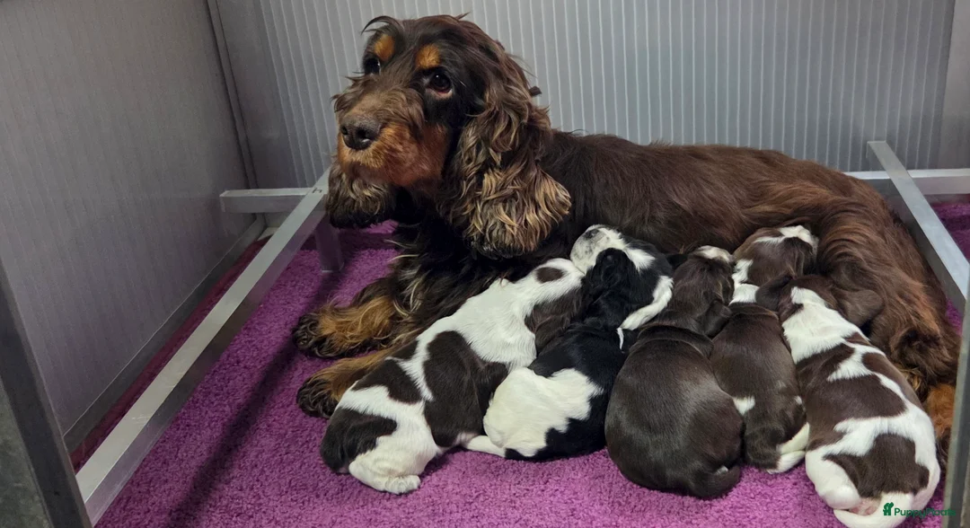 Engelse Cocker Spaniel honden te koop: Engelse Cockerspaniel pups met Stamboom. - Advertentie 5