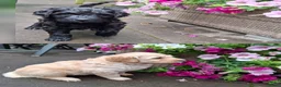 Labradoodle honden te koop: Labradoodle pups in 't Harde - Advertentie 1