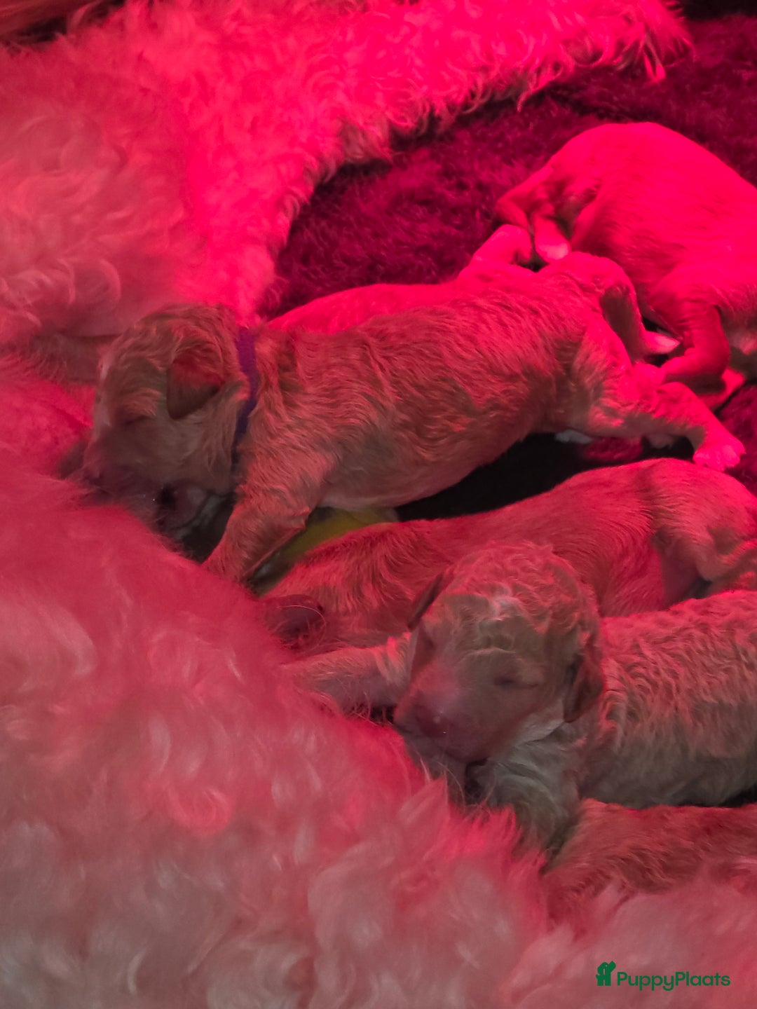 Goldendoodle honden te koop: 🐶 Goldendoodle pups medium - Advertentie 5