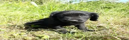 Kruising honden te koop: Prachtige Goldendoole X Friese Stabij pups - Advertentie 16