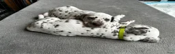 Dalmatiër honden te koop: Dalmatiër Pups van erkende fokker! - Advertentie 11