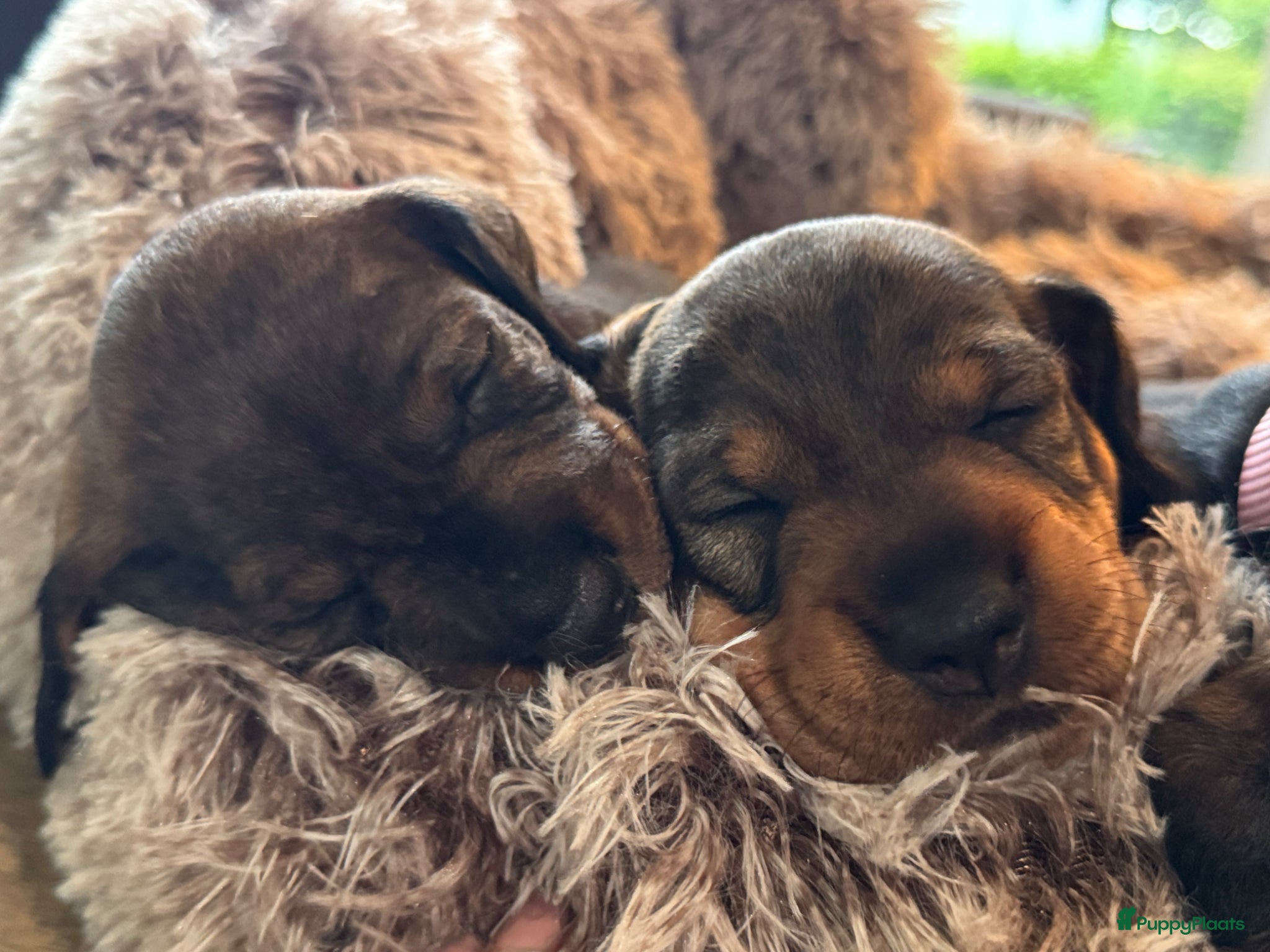 Ruwhaar Teckel honden Ruwharige teckelpups lief karakter en jachtpassie - Advertentie 1