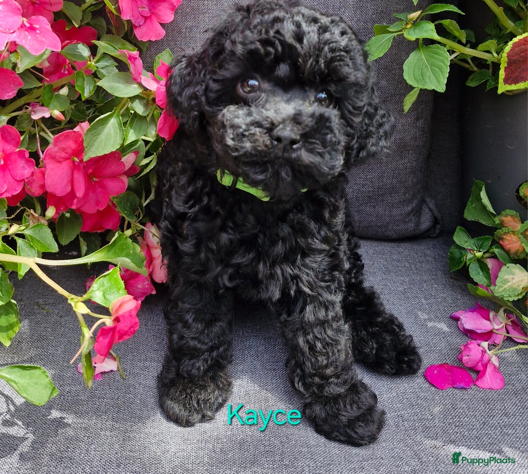 Dwergpoedel honden te koop: 1 teefje en 3 reutjes te koop  - Afbeelding 2