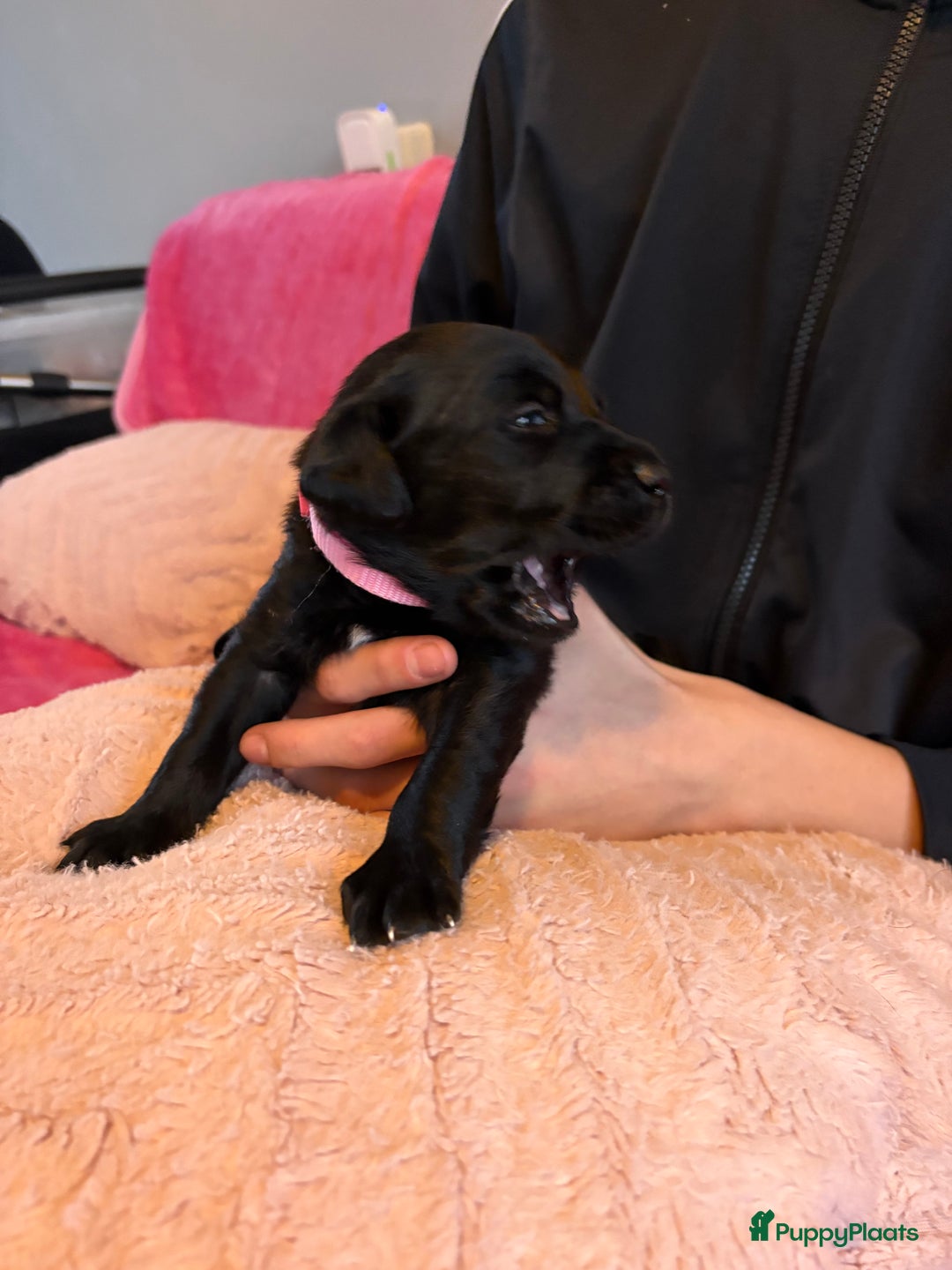 Kruising honden te koop: Labrador puppy’s - Advertentie 32