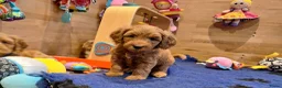 Kruising honden te koop: MINI Australian labradoodle pups - Advertentie 3