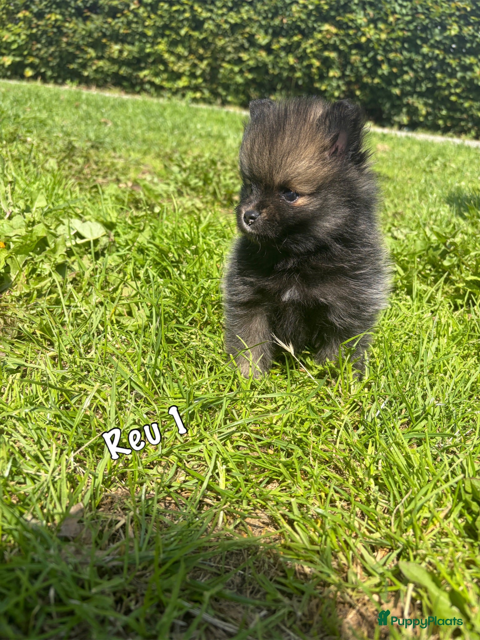 Pomeriaan honden Pomeranian pups  - Advertentie 10