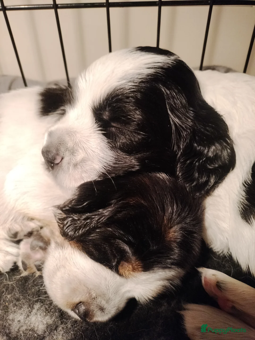 Kruising honden te koop: Tobekan pups Tibetaanse terrier x Cocker Spaniel  - Advertentie 15