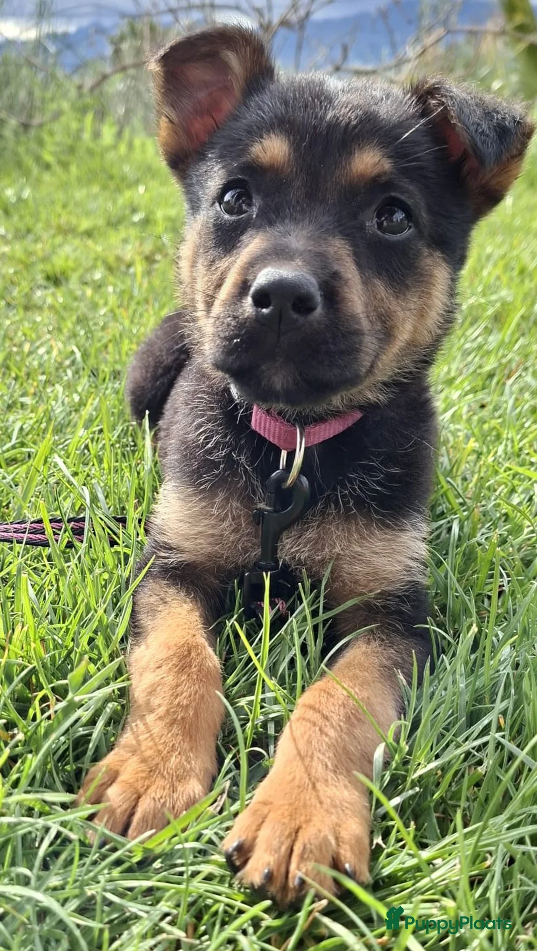 Kruising honden ter adoptie: LILI ZOEKT EEN VRIENDJE VOOR HET LEVEN  - Advertentie 1