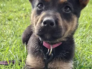 Kruising honden LILI ZOEKT EEN VRIENDJE VOOR HET LEVEN - Advertentie 1