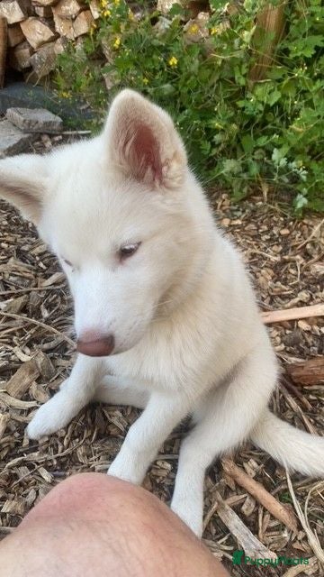 Kruising honden Shepsky pup - Advertentie 2