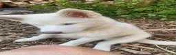 Kruising honden te koop: Shepsky pup in Hurdegaryp - Advertentie 1