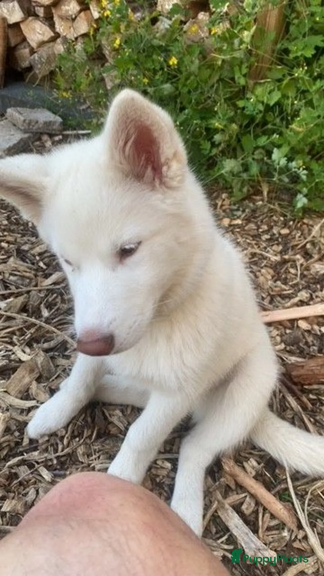 Kruising honden te koop: Shepsky pup in Hurdegaryp - Advertentie 1