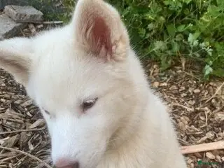 Kruising honden Shepsky pup - Advertentie 2
