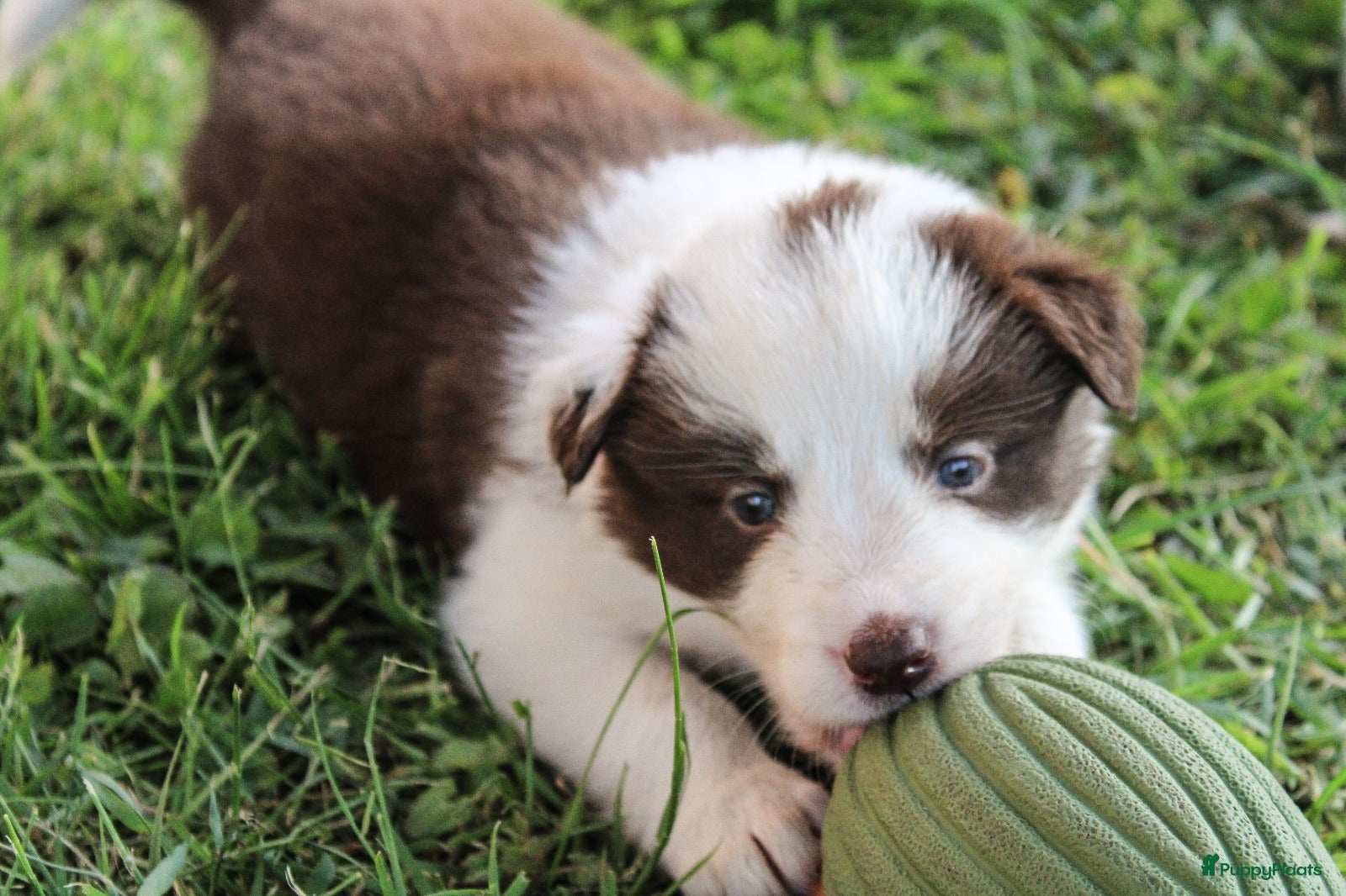 Border Collie Puppy 3