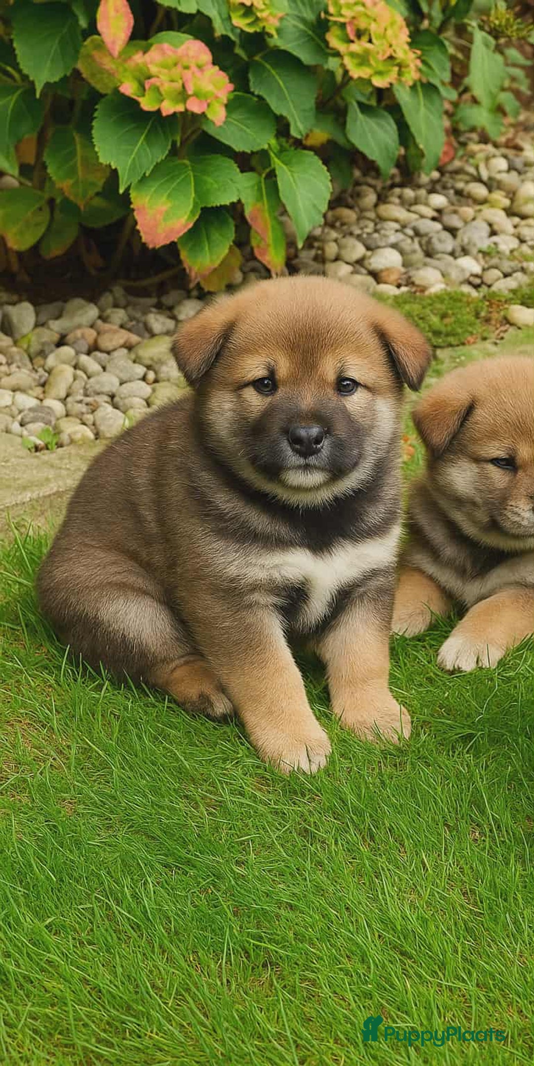 Shiba honden te koop: Shiba inu pups met stamboom - Advertentie 2