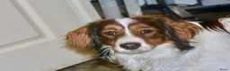 Kooikerhondje honden te koop: kooikerpups verwacht in Udenhout - Advertentie 6