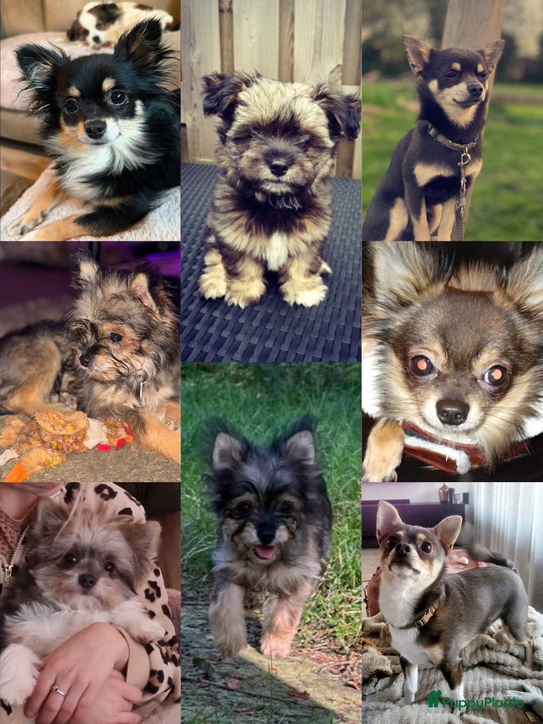 Kruising honden te koop: zeer mooie kruising pomchi nog 1 beschikbaar  - Advertentie 7