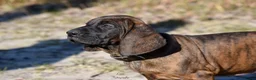 Kruising honden te koop: Bayerische gebirgssweishund - Advertentie 6