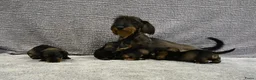 Ruwhaar Teckel honden te koop: Ruwhaar Dwerg/Kaninchen teckel pups met stamboom. - Advertentie 29