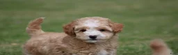 Maltipoo honden te koop: Leuke Maltipoo pups - Advertentie 1