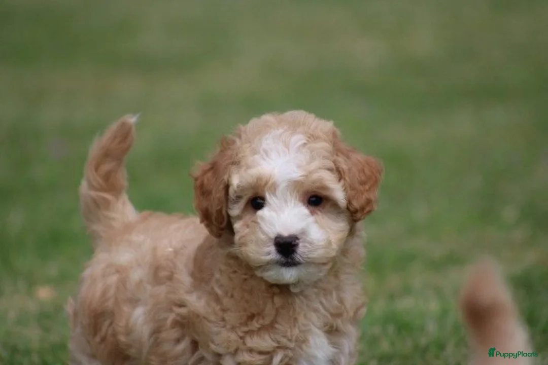 Maltipoo honden te koop: Leuke Maltipoo pups - Advertentie 1