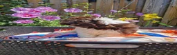 Shih Tzu honden te koop: Raszuivere shih tzu pups  - Advertentie 9
