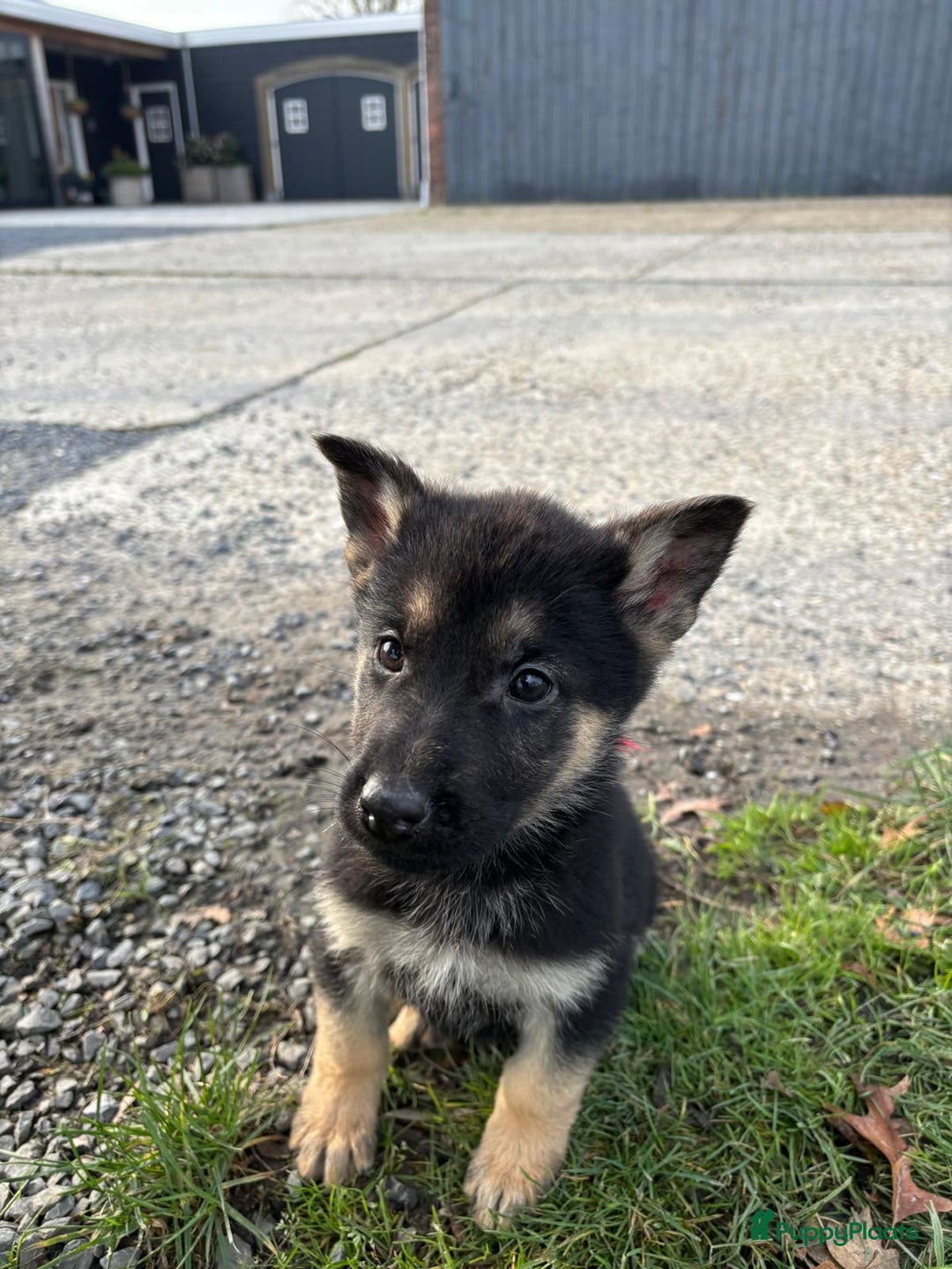 Duitse Herder honden te koop: Duitse herder pups -10 WK- nog 1 pup beschikbaar! - Advertentie 24