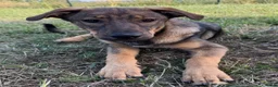 Kruising honden te koop: Fayaa - Advertentie 3