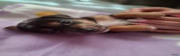 Jack Russel Terriër honden te koop: 5 leuke jack russel pups - Advertentie 14
