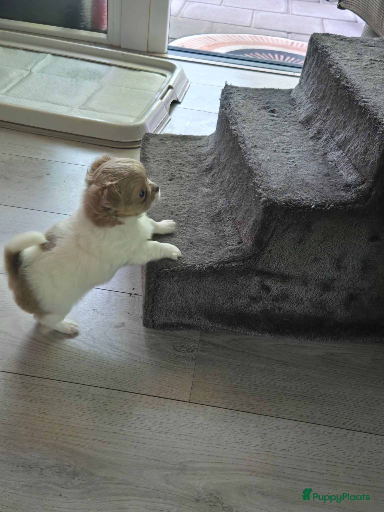 Chihuahua honden Lieve langharige knuffel chihuahua  - Advertentie 1